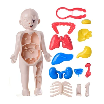 3D Lutka-zagonetka Montessori, model Anatomije čovjeka, Dječji i obrazovni organi, igračke, Edukativne alate za učenje Tijelo